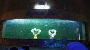 Rasakan Serunya Petualangan Laut di Ocean Dream Samudra Ancol 1 , ANCOL 0a8f8725 72d2 49ab 91c5 fa1cf8eb35d2 , ANCOL, Binomedia