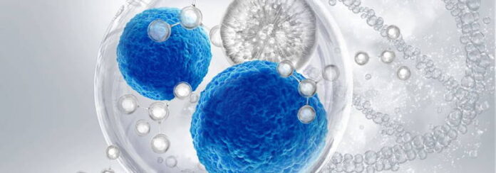 Stem Cell